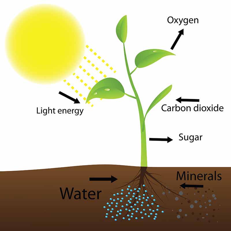 BahariElla's tweet photo. potato tubers turn green when they are exposed to sunlight. This is most likely due to the interaction of genes with the environment. #leregentsreveiw https://t.co/JAmkRt26Fa