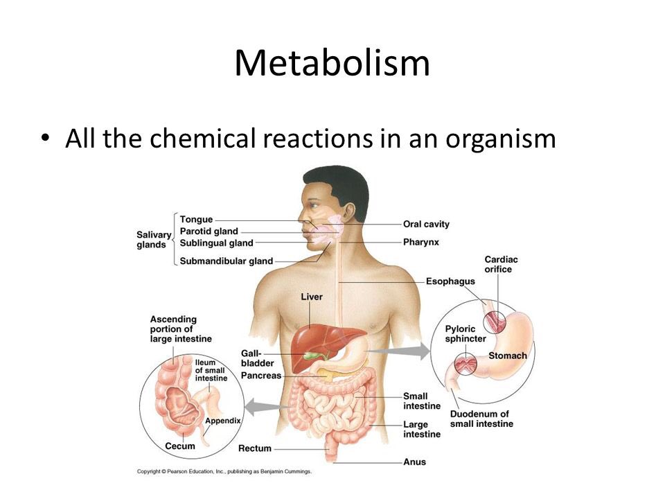 BahariElla's tweet photo. A biologist would most likely study all the chemical activities of an organism to obtain information about the metabolism of the organism. #leregentsreveiw https://t.co/VYYmHf68BO