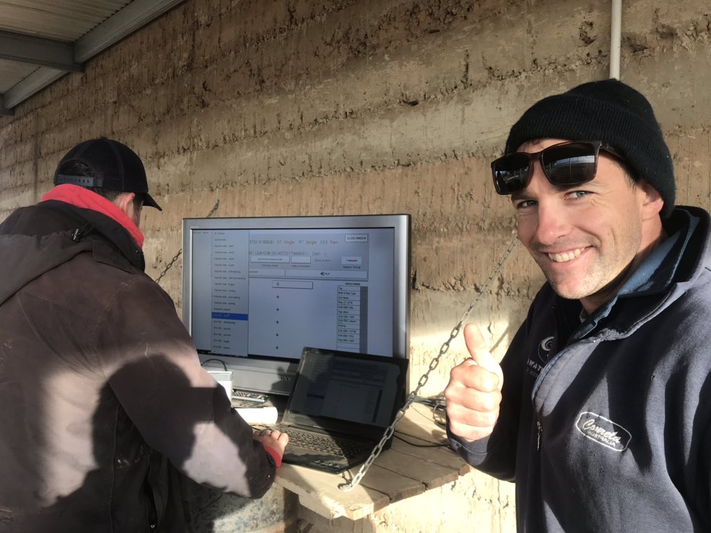 No shed no shelter direct from the paddock. Extreme density, boldness and length and just what that Dr. ordered! YCFW 31.2 Real-time GFW% 127 @ 17.3u current.
Karawatha Park and Eyre Peninsula genetics at its very best from a mere handful. Latch on to it Starvin’ Marvin! 🧨