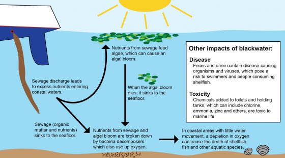 BahariElla's tweet photo. dumping raw sewage into a river will lead to a reduction in dissolved oxygen in the water. This reduction will most likely cause a decrease im most aquatic animal populations. #leregentsreveiw https://t.co/cJgJjE5uuH