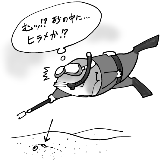 フグの仲間は泳ぎ方が可愛い。
#魚紹介習慣 #銛ガール 