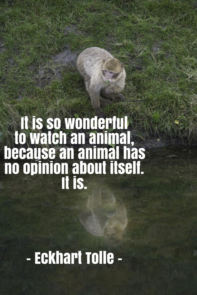 DanaGarrison's tweet photo. It is so wonderful to watch an animal, because an animal has no opinion about itself. it is.
#quote #Business #Entrepreneur #Inspiration #Motivation #HappyEntrepreneur https://t.co/M6p6I8MV2y