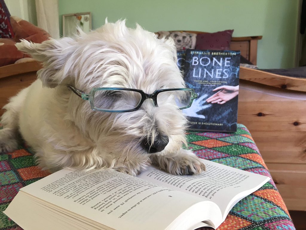 PhilosophyDogs's tweet photo. As Voltaire's dog once said, "let us read, and let us eat treats and chase squirrels; these three amusements will never do any harm to the world."

(Thanks so much to @BrethertonWords, Flake and Flake's mum, Lucy, for the photo!) 

#dogsoftwitter #puppers #PhilosopherDogs https://t.co/kfMB2LrabH