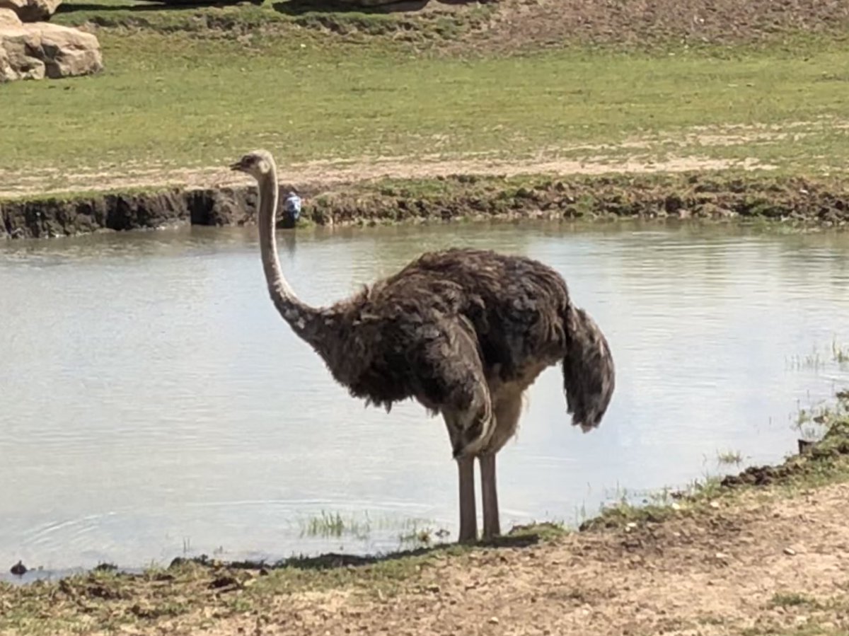 Mr_D_Callaghan's tweet photo. A fabulous day amongst many a wild creature @YorkshireWP with @Harts_R1 &amp; @Harts_R2 of @hartsholmeacad 🦏 https://t.co/vJykEeSfla