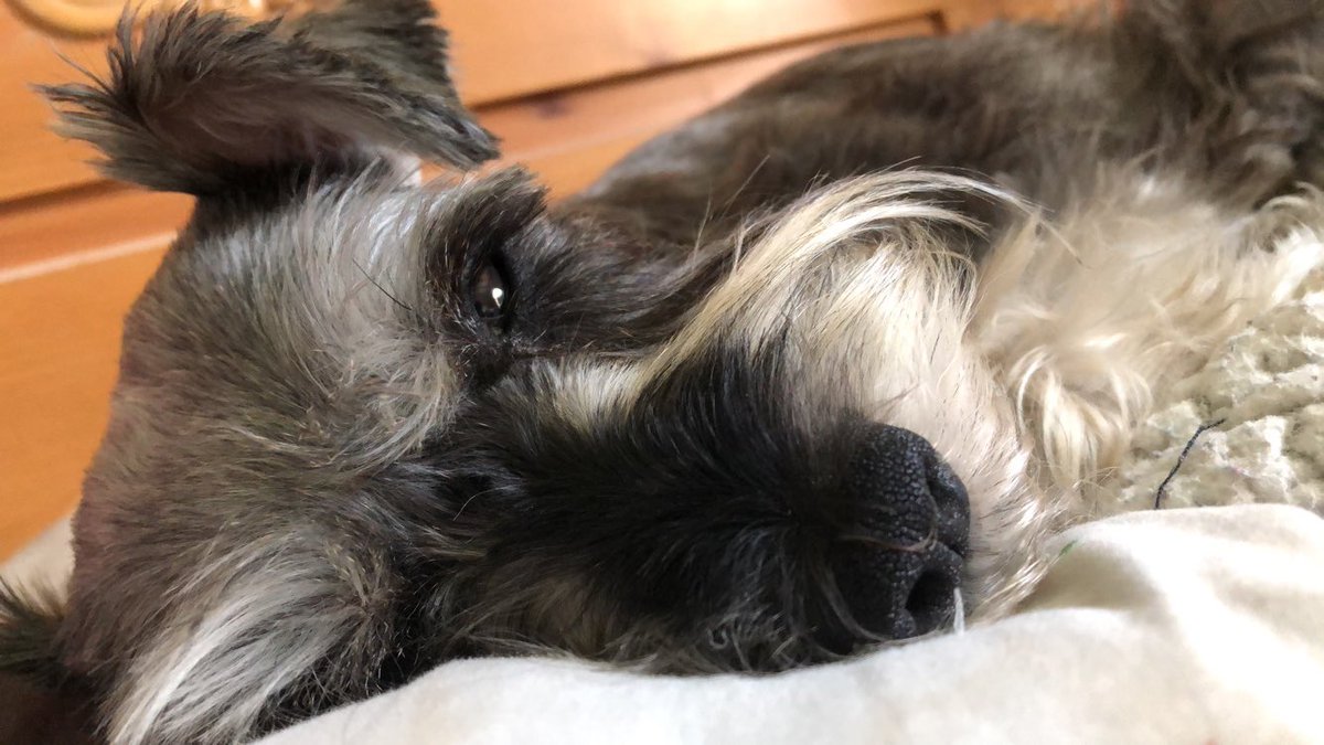 Mxrality_'s tweet image. Oh my goddddd my dog fell asleep she never falls asleep with me