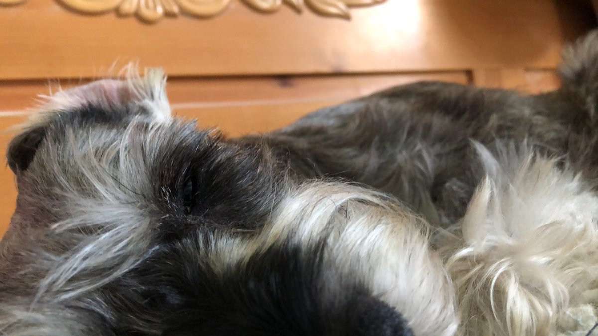 Mxrality_'s tweet image. Oh my goddddd my dog fell asleep she never falls asleep with me