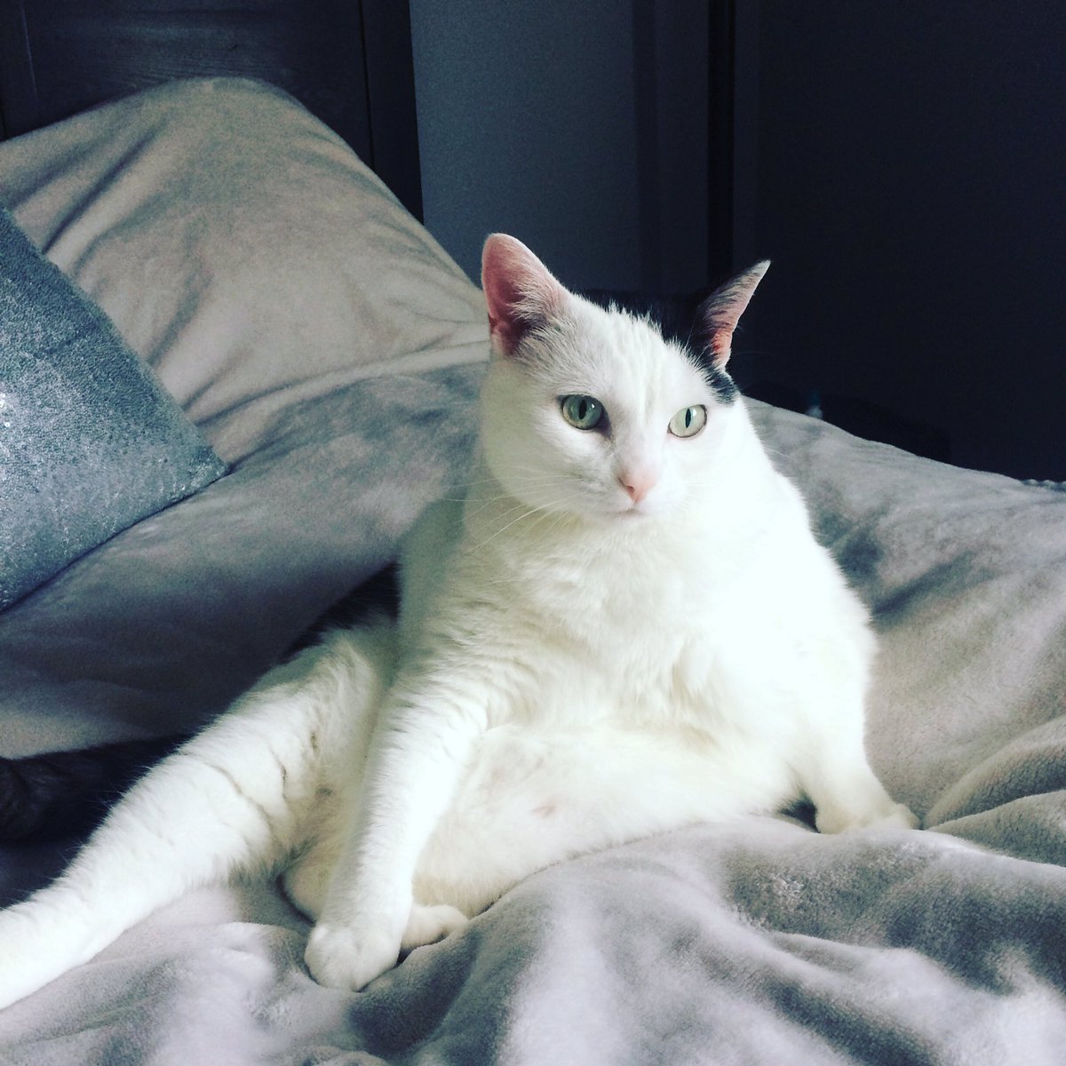 HouseofFuzz's tweet image. Queen 👑 FuzZy morning. Her throne sitting pose #queenfuzzy #cats #internetcat #meow #canadacats 🇨🇦🐈