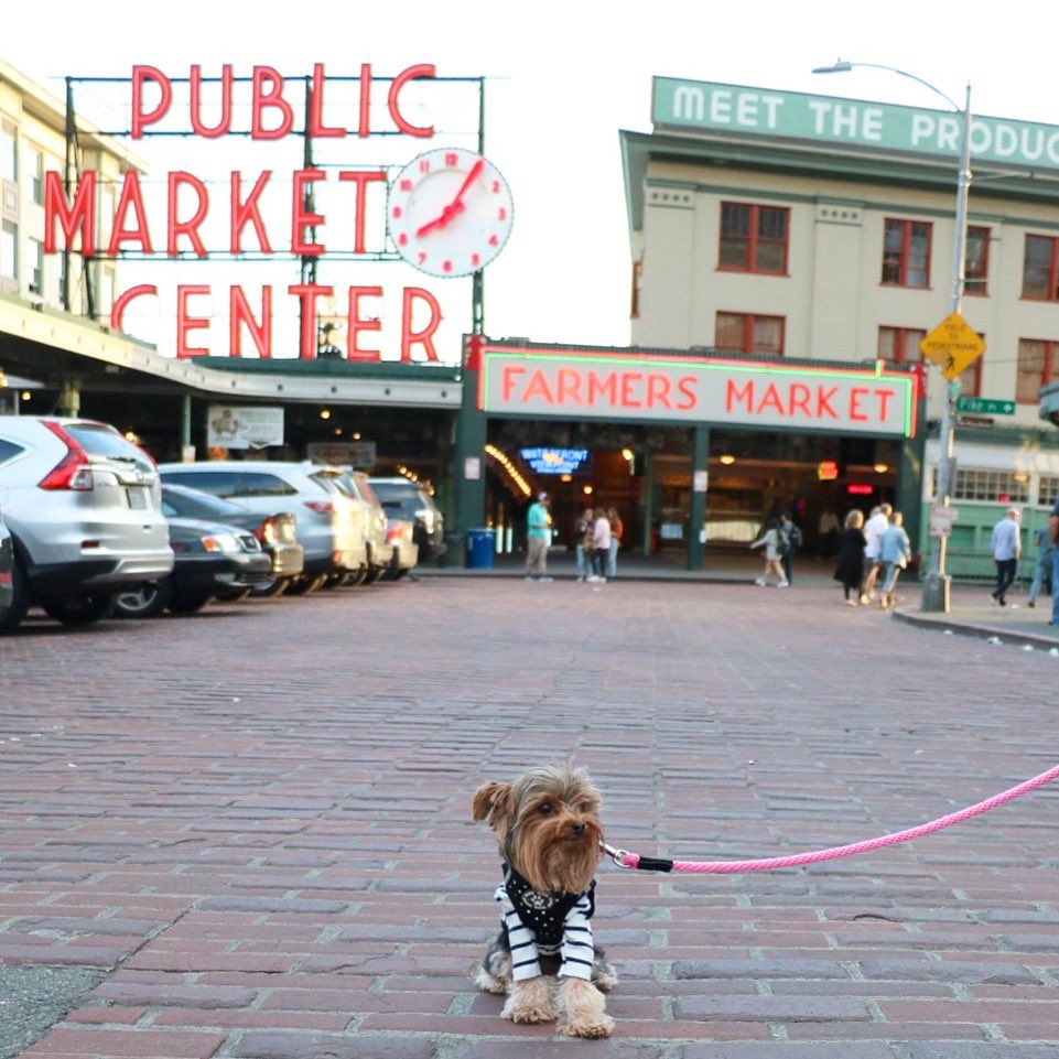 NapaTheYorkie's tweet photo. Me: I really want to travel again!
Bank account: Like.... to the backyard?
#napatheyorkie #yorkies #igpet #igpets #pikeplacemarket #seattle #seattlewa https://t.co/CyxR93IZoG