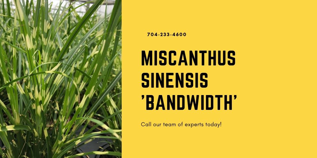 PanoramicFarm's tweet photo. This week we now have the infertile and rust resistant Miscanthus sinensis 'Bandwidth' available in our inventory! You can add this to the landscape worry free, as it is non-invasive and tough. I forgot to mention it is a beauty. #plantsmart #pfcropphotos #miscanthus #bandwidth https://t.co/bXp8trmzPo