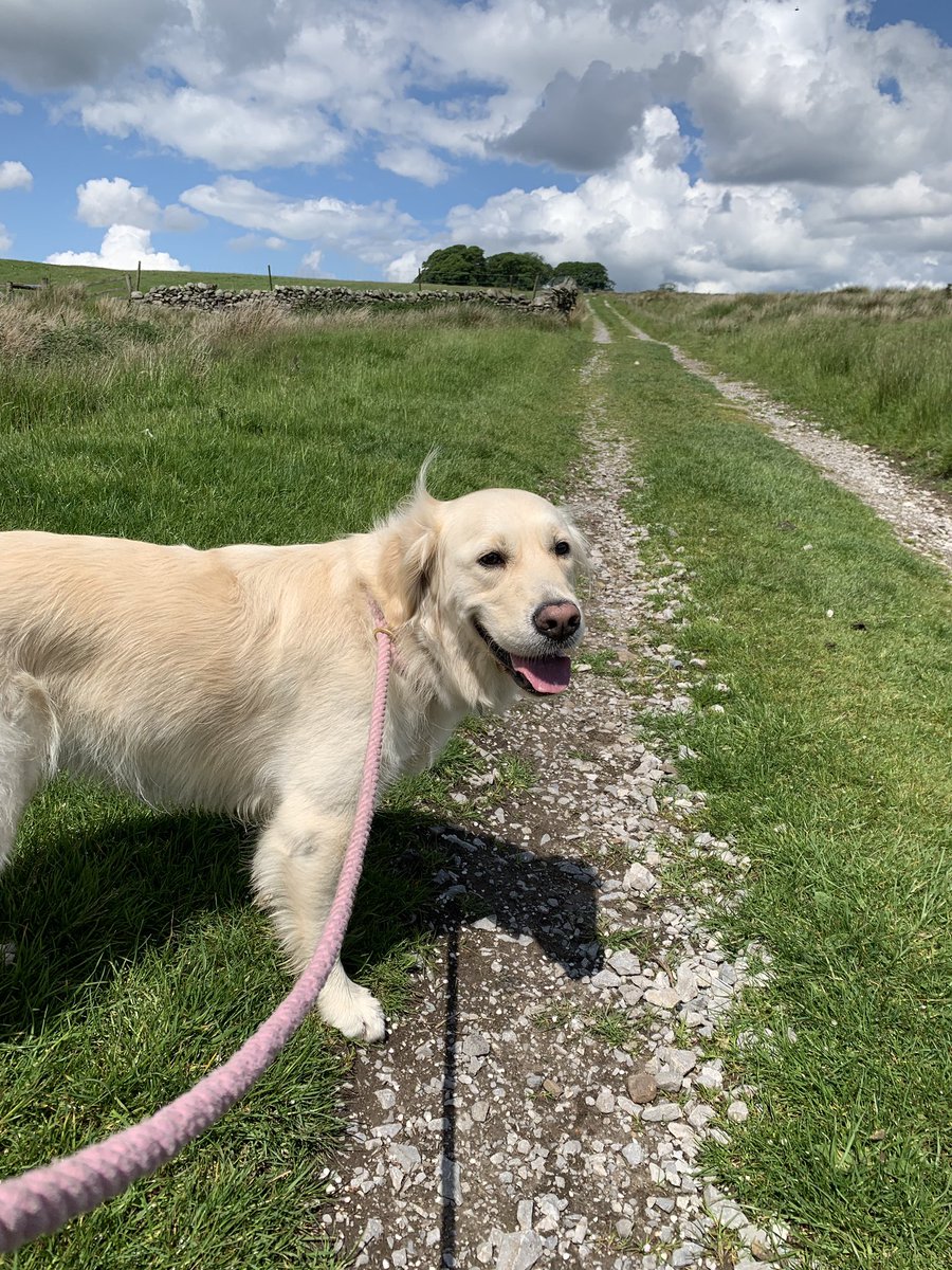 ferranski's tweet photo. A nice day out with the pooch! https://t.co/orosSkooo2