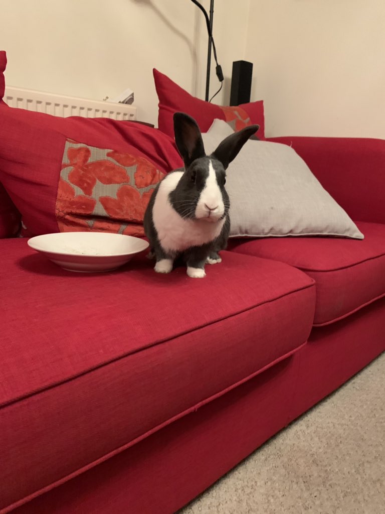 WafflesWillow's tweet image. Waffles looking pretty annoyed the food bowl is empty, and wondering if she has also stepped in some white paint in the process 😂 #rabbits #sofarabbit #bunniesoftwitter
