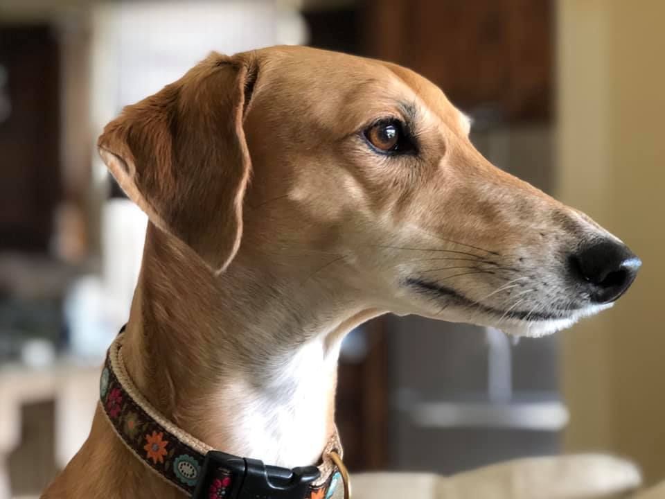 GaltxOrg's tweet image. Want a safe place to share tons of hound photos without being judged? Come join our Facebook Group, GALT's Pack! facebook.com/groups/galtx/ #greyhounds #GreyhoundAdoption