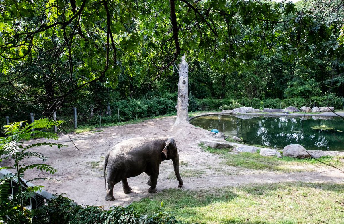 20. A lie  @BronxZoo/ @TheWCS officials keep spreading is that Happy the is Happy. And they say it would be traumatizing for her to be moved to a sanctuary. They say this while knowing that Happy has lived on 1 acre for 40 years. And is locked inside from November through April