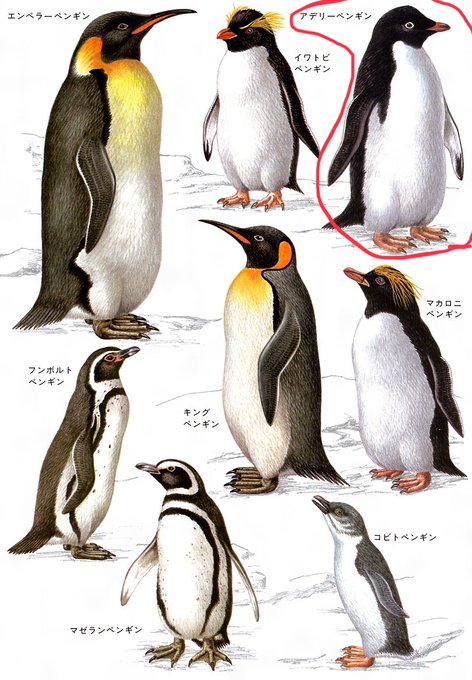 皇帝ペンギンのtwitterイラスト検索結果