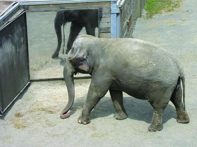 21. Please call NYC Council Speaker Corey Johnson's office and let him know that you believe that Happy the Elephant deserves to be released from the  @BronxZoo and sent to a sanctuary. 212-564-7757212-788-7210Please reply and let me know you called @CoreyinNYC