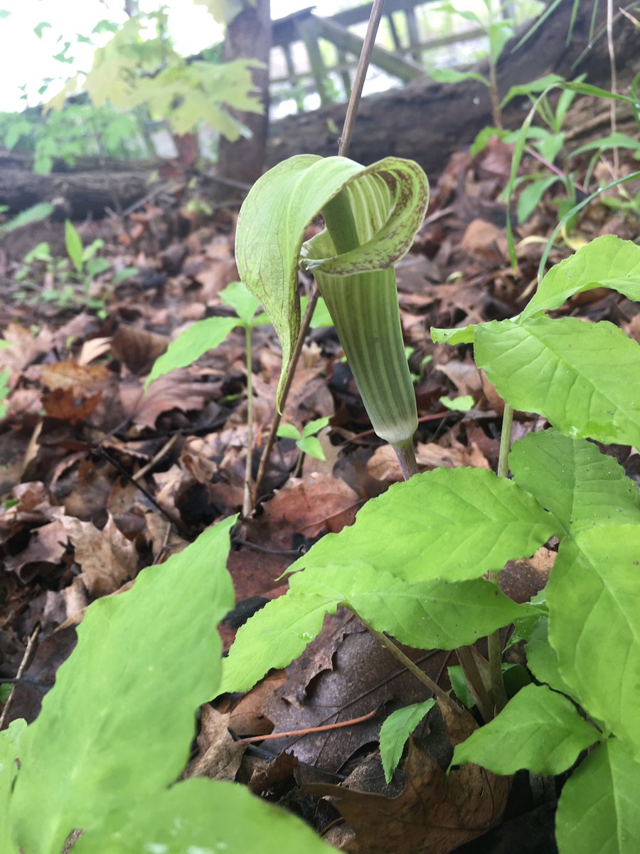 A bug eating plant. A pitcher plant. A native species to the areas. How cool! #hillsideinspires