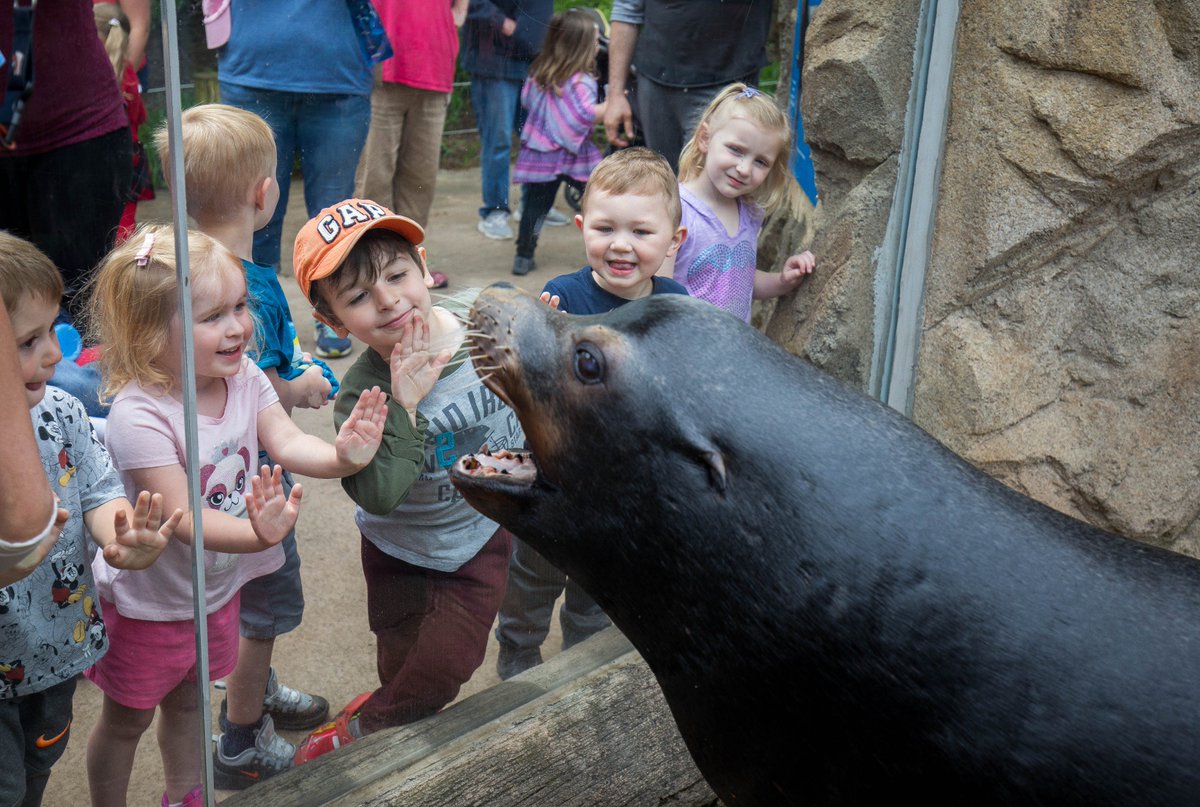 Dallas the sea lion making friends! #VisitTheZoo #CreatingConnections #SeaLions