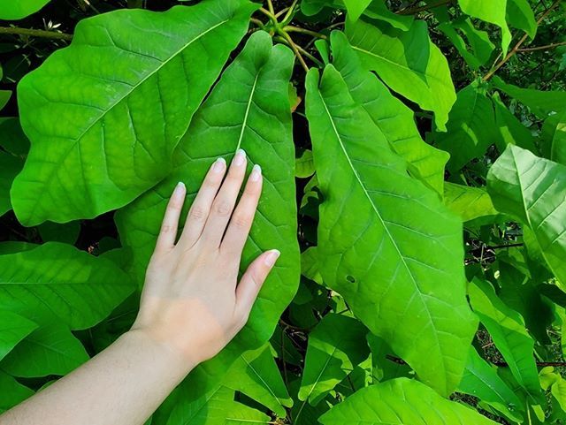 Seriiiously's tweet photo. I do love a good leaf!Β ππΏΒ #seripixelbiologist #pixelbiologist #seriiiously #leafyforest #northcarolina #mountainsofmay #blueridgemountains https://t.co/UGQ2318hNf https://t.co/1uJDY5BvkD