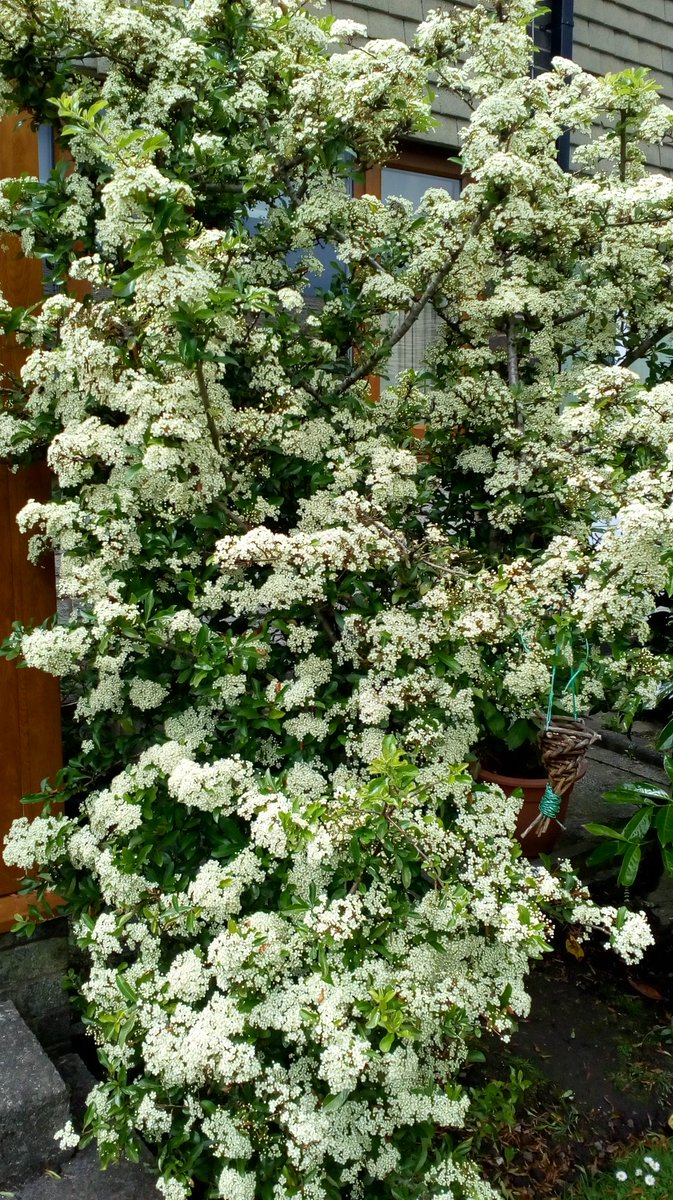 HLEarnshaw's tweet photo. Day 6: The Firethorn in the garden is in full bloom and covered in lovely bees. #30dayswild @30DaysWild https://t.co/QX8qkMdFzr