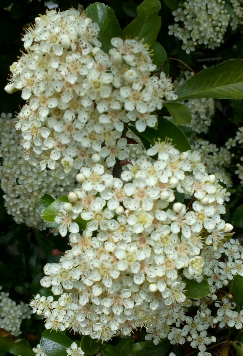 HLEarnshaw's tweet photo. Day 6: The Firethorn in the garden is in full bloom and covered in lovely bees. #30dayswild @30DaysWild https://t.co/QX8qkMdFzr