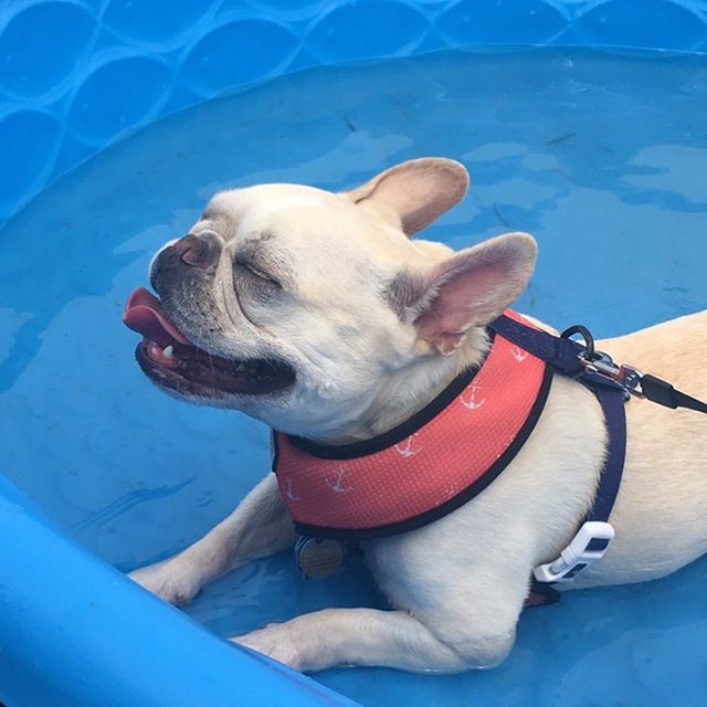 WDEL's tweet photo. I hope there’s a pool at this year’s #PetsinThePark. Join me @stanleybabybulldog + @wdelnews + @concordpetfoods in #GlasgowDE Park Friday from 10a-6p &amp; Saturday 9a-5p. .
.
.
.
.
.
.
.
.
.
#netde #dogs #pets #delawaredogs #concordpets #wdel #radio #wdelne… https://t.co/dJvZsheRAw https://t.co/D8pTCz3Iuh