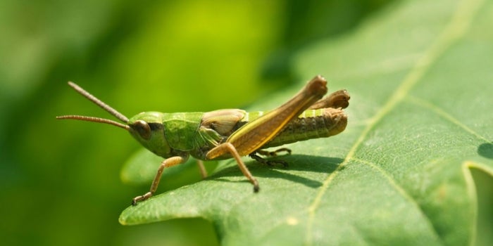 La startup CRIC, de #CostaRica está aprovechando los insectos como “supernutriente” para elaborar harina, o incluso galletas y postres helados. #Curiosidades diariometropolitano.com.ve/2019/06/06/har…