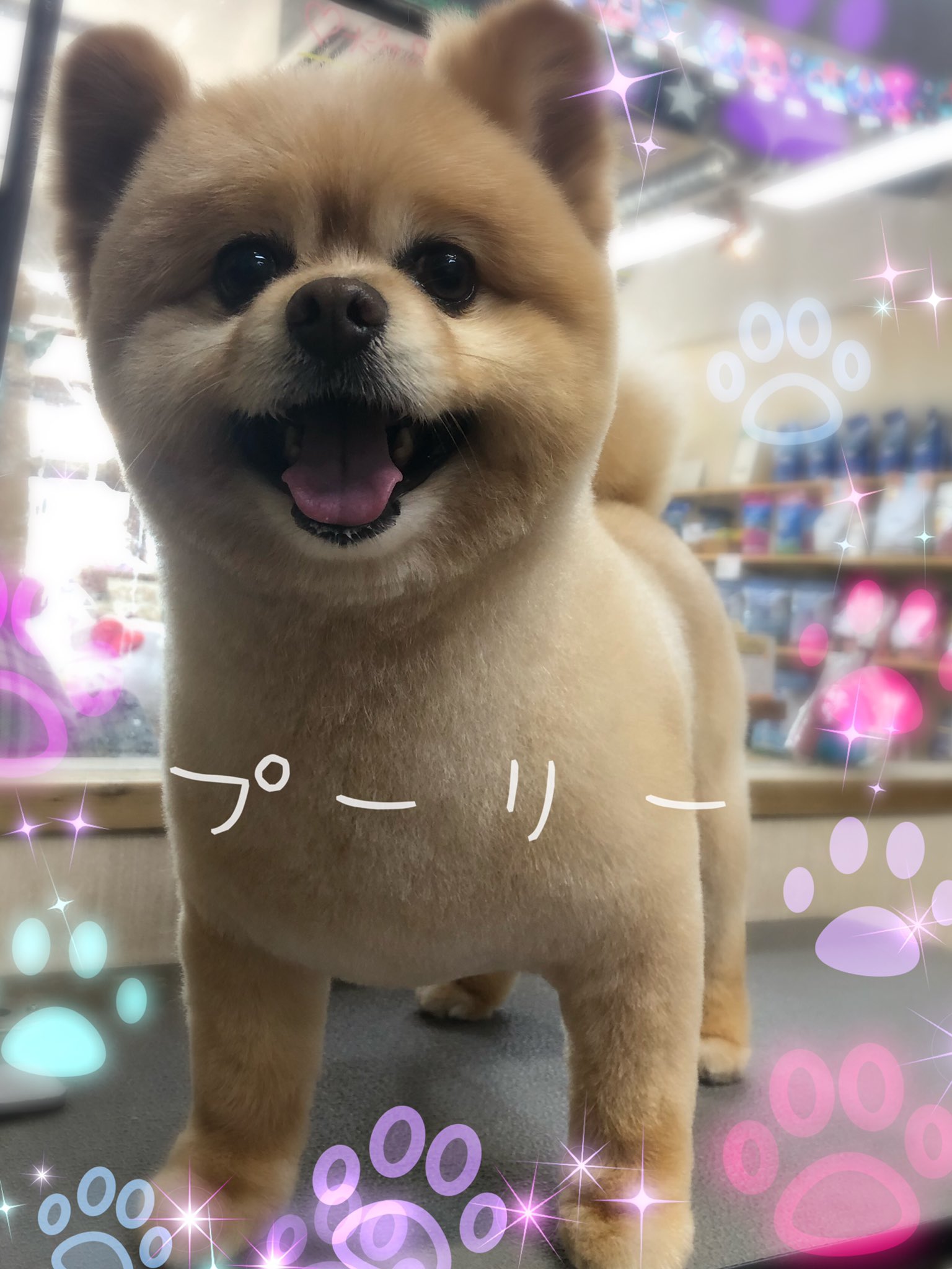 リトルマミー ポメラニアン の プーリーくん カットコースでご来店 マイクロバブルご利用いただきました いつもありがとうございます リトルマミー トリミングサロン 八王子 みなみ野 犬 Dog T Co Lyj1fcq3qg Twitter