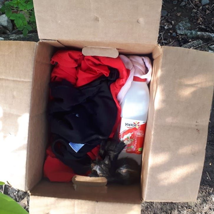 ¿SABES QUÉ HAY EN ESTA CAJA? 

3 gatitos, 3 seres que vuelven a reflejar la desidia de una sociedad que no entiende que la única solución es la #Esterilizacion

Evitemos el abandono, la sobrepoblación y el maltrato #Esteriliza, únete a #ElPoderDeUno 

#TuTambienPuedesSerFUNDASIS