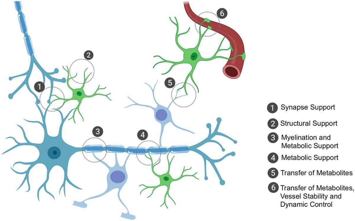 TweetALSMND's tweet photo. Could the disruption of RNA trafficking in #glia contribute to #ALS #MND? @turnerMNDlab weighs in https://t.co/VGrF0lvzR3 #Astrocytes #Oligodendrocytes #LocalTranslation https://t.co/LhCgkJ7huD