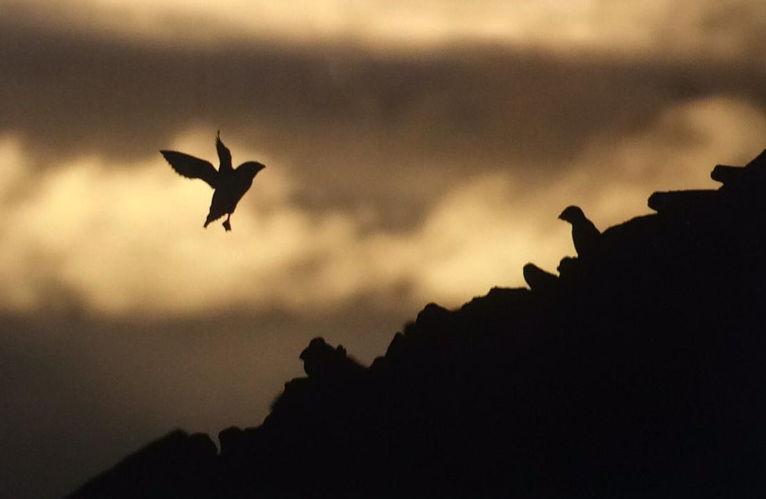 wildaccessuk's tweet photo. Apologies for the radio silence but:
WE’RE OFF TO SVALBARD! 🇳🇴🌊❄️

Here’s some screenshots from @PhotosPAC who is out there, and leading this expedition. 

Stay tuned for many more photos, animal info and some video clips! You can also catch us on the gram or FB @journecology https://t.co/1hpaExr5ak