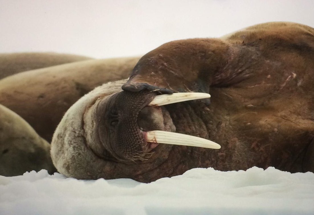 wildaccessuk's tweet photo. Apologies for the radio silence but:
WE’RE OFF TO SVALBARD! 🇳🇴🌊❄️

Here’s some screenshots from @PhotosPAC who is out there, and leading this expedition. 

Stay tuned for many more photos, animal info and some video clips! You can also catch us on the gram or FB @journecology https://t.co/1hpaExr5ak
