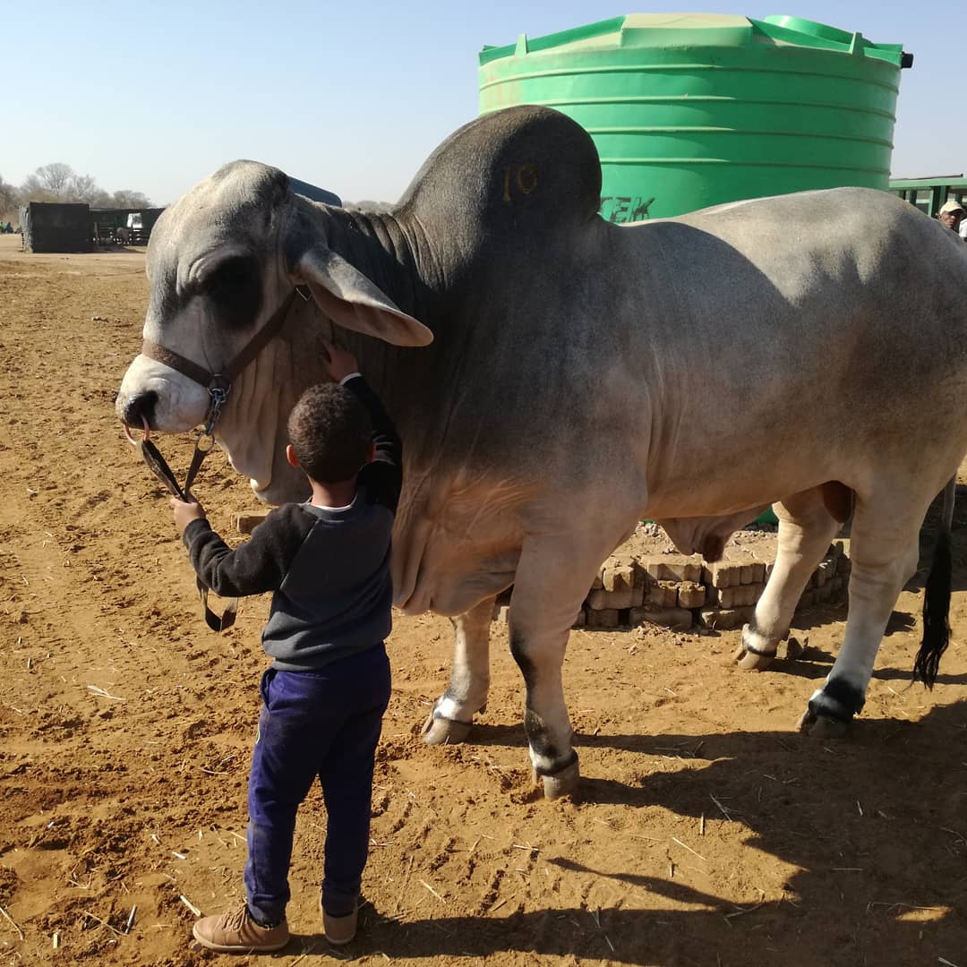 kedivdw's tweet photo. We nurture every lil talent they display... From cattle handling, horse riding To THE KITCHEN
#lilD
#Ab
#generationalfarmer
#futurejockey
#futurechef https://t.co/GHqlSc38On