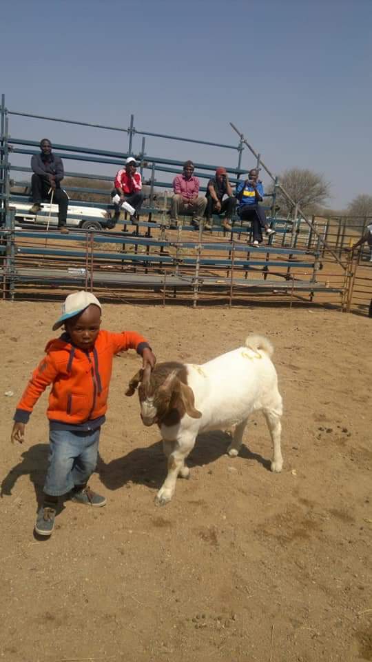 kedivdw's tweet photo. We nurture every lil talent they display... From cattle handling, horse riding To THE KITCHEN
#lilD
#Ab
#generationalfarmer
#futurejockey
#futurechef https://t.co/GHqlSc38On