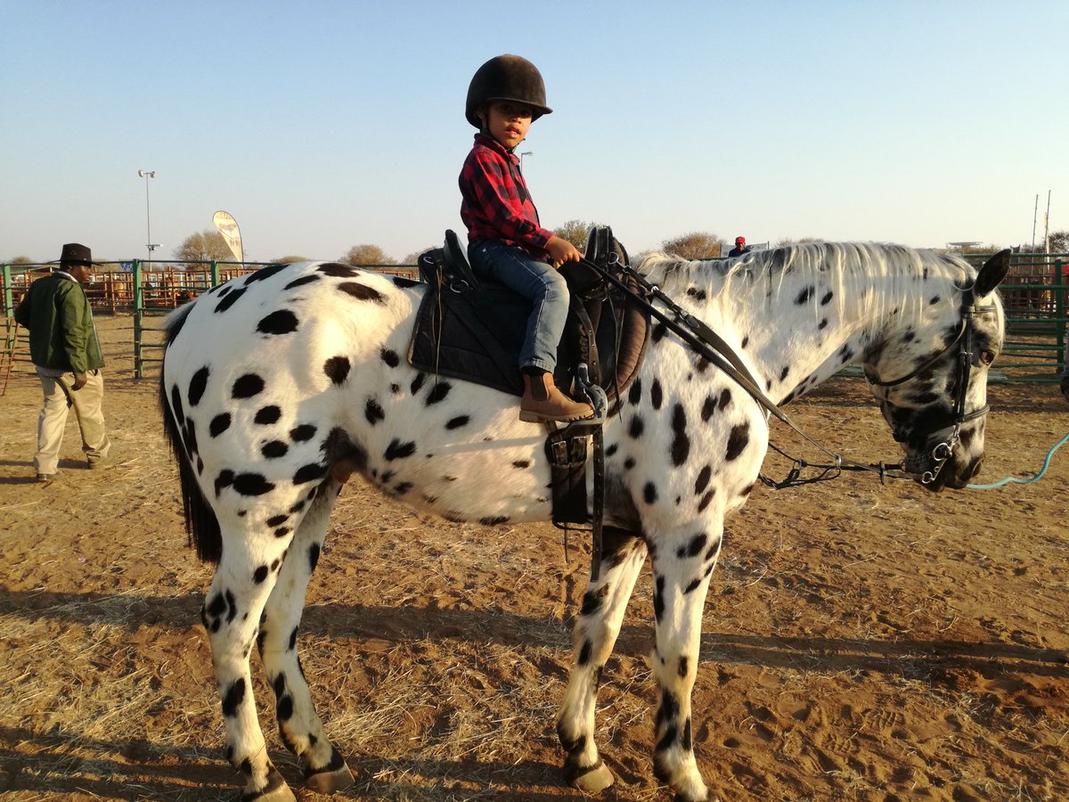 kedivdw's tweet photo. We nurture every lil talent they display... From cattle handling, horse riding To THE KITCHEN
#lilD
#Ab
#generationalfarmer
#futurejockey
#futurechef https://t.co/GHqlSc38On