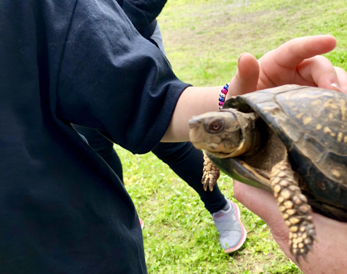 emicarleyvt's tweet image. Birds. Beaks (yes, turtles have beaks!). And Dinosaurs! Making connections in learning here @VINS_Tweets today. #firstgrademagic @OfficialNGSS @amycoyote @SusanKochVT @jillcloster @jazzyjz5 @mrpsvt