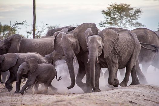Botswana – Ecoexist statement on lifting of hunting ban africasustainableconservation.com/2019/06/06/bot…