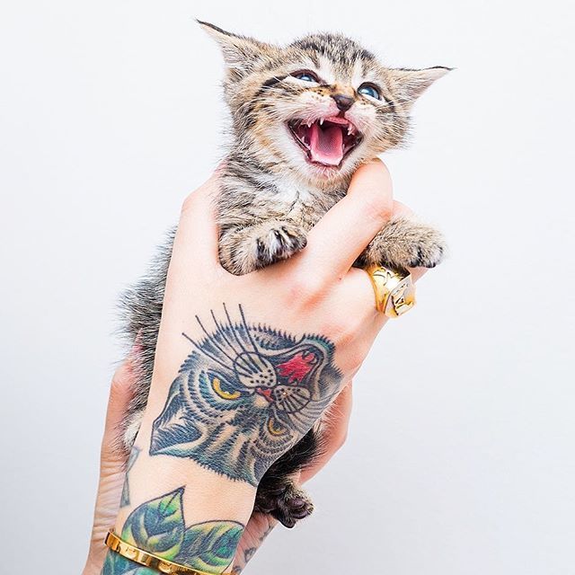 kitten lady feral cats