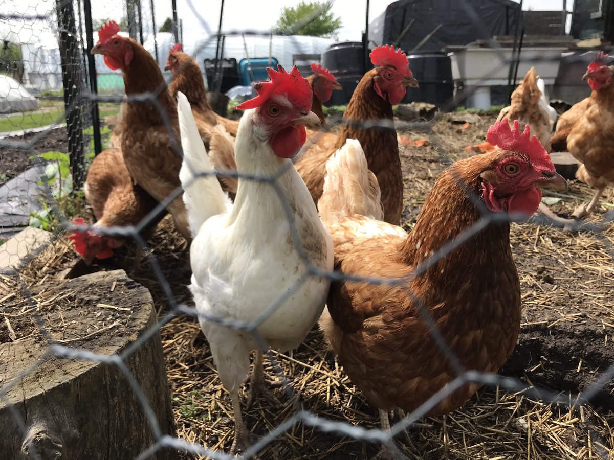 MMaluskeCTV's tweet photo. I’ve done a few #Fields2Forks @CTVWindsor but this one, is literally, about how shareholders get food from the field to their fork via My Private Gardener #farmersfeedcities Tune in tonight! #localtvmatters https://t.co/dmx8hLDUvl