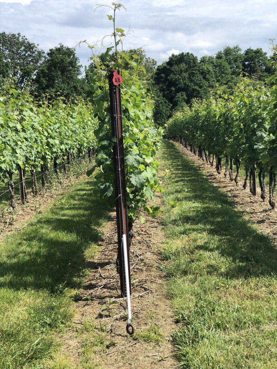 gracewinery's tweet photo. Our handcrafted wines are ready to be enjoyed in the barn at our tasting room this weekend. Stop by and enjoy!#drinkwithgrace https://t.co/FdOdVKWtcR