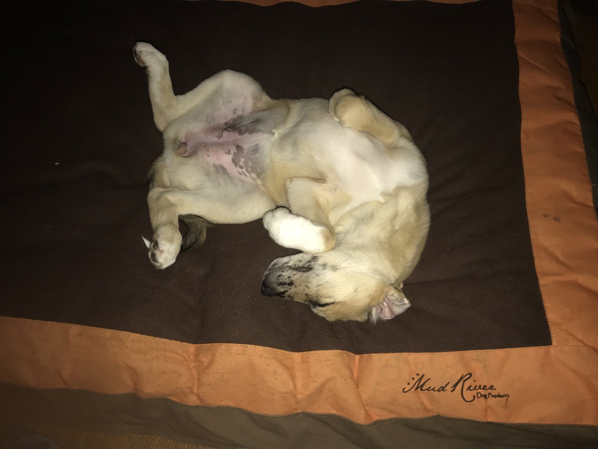 MudRiverDog's tweet photo. Nellie loves her #MudRiver dog bed ! #happydogs #mansbestfriend #puppy #livingthedream #lovinglife
@MuddyPawsPack @BoytHarnessCo
Photo Morgan M https://t.co/n6tzSoKgyj