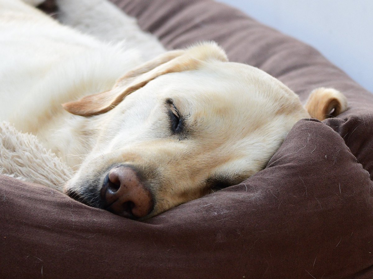 Kellyhearingdog's tweet photo. And rest 💤💤💤 #LongDay #HearingDog #WorkingDog #YellowLabradors #Labrador #Dogs #BestFriend https://t.co/vPPKz3w2AL
