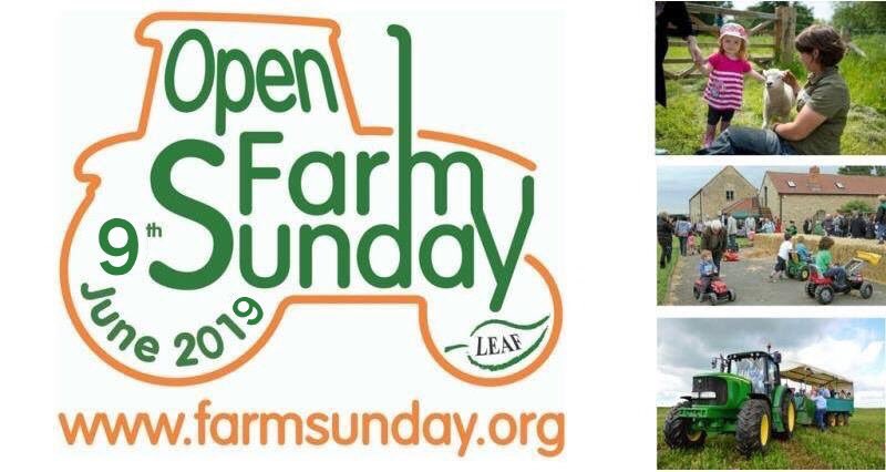 The BIG Sheep tweet media