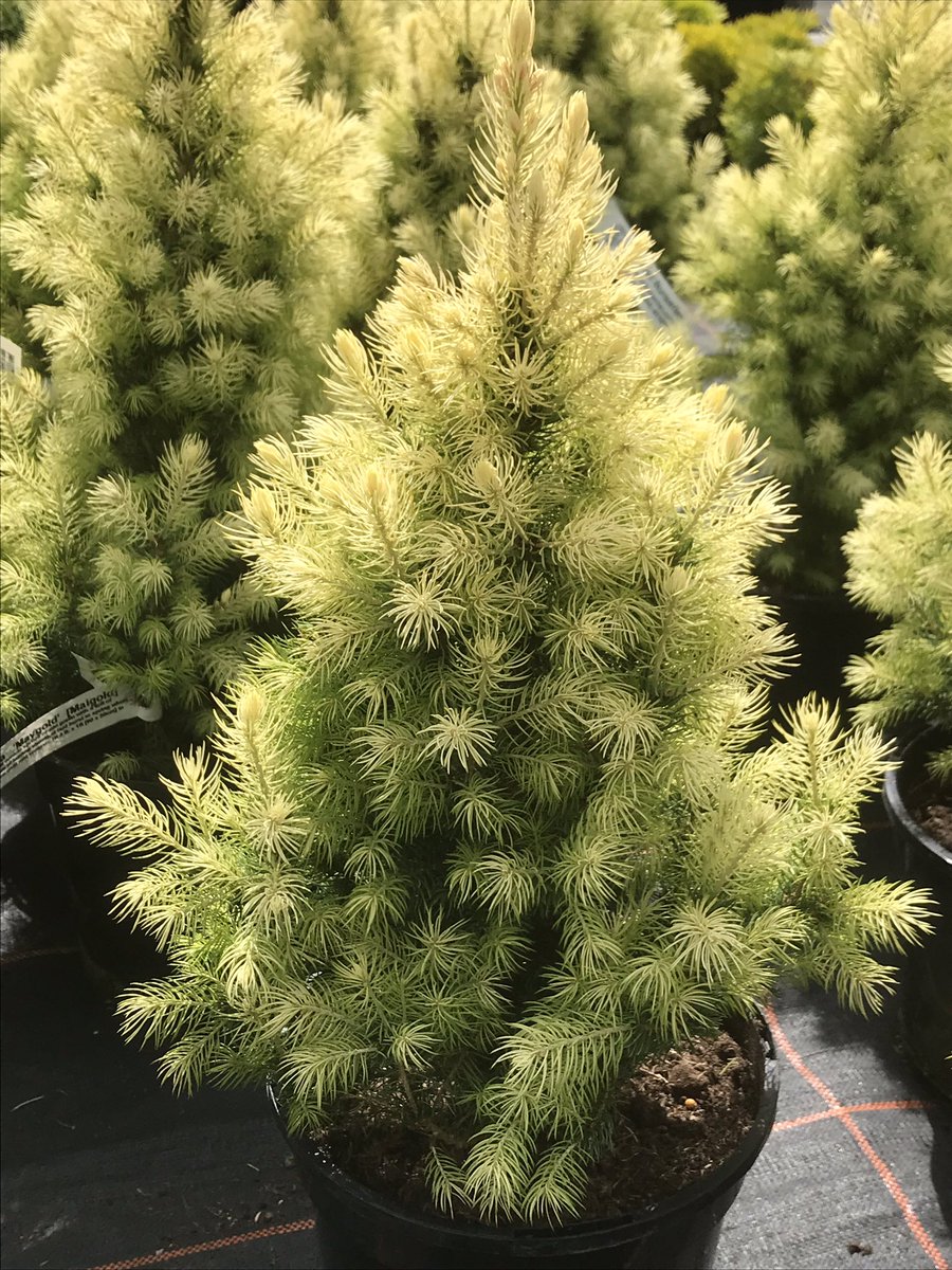 ashnurs's tweet image. Picea glauca ‘Maygold’ showing off its lovely soft golden summer coat of new needles. 
#fresh #summer #maigold #maygold #picea #conifers #green #foliage