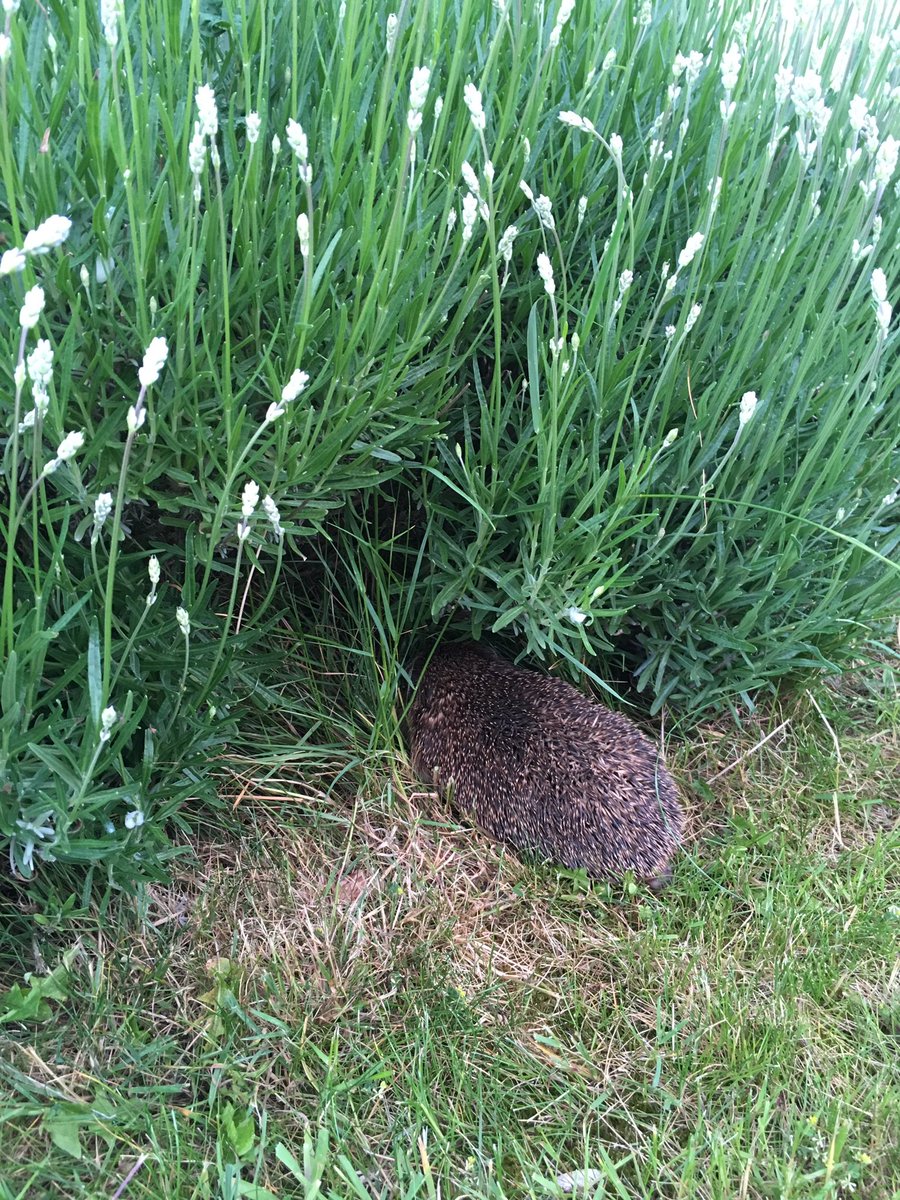 emmaclogs's tweet image. If it can’t see me, I’m not there #30DaysWild