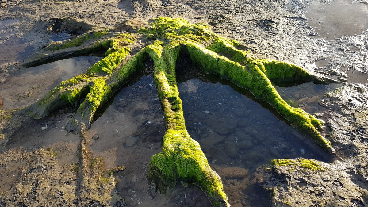 Good walk on Conwy Morfa this evening out to the Perch and petrified tree stumps