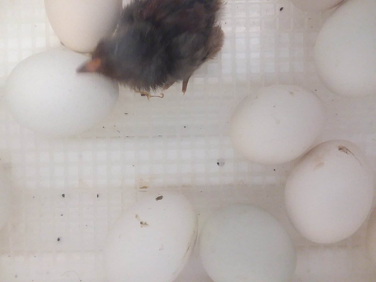 MrsGatesScience's tweet image. A second just hatched!