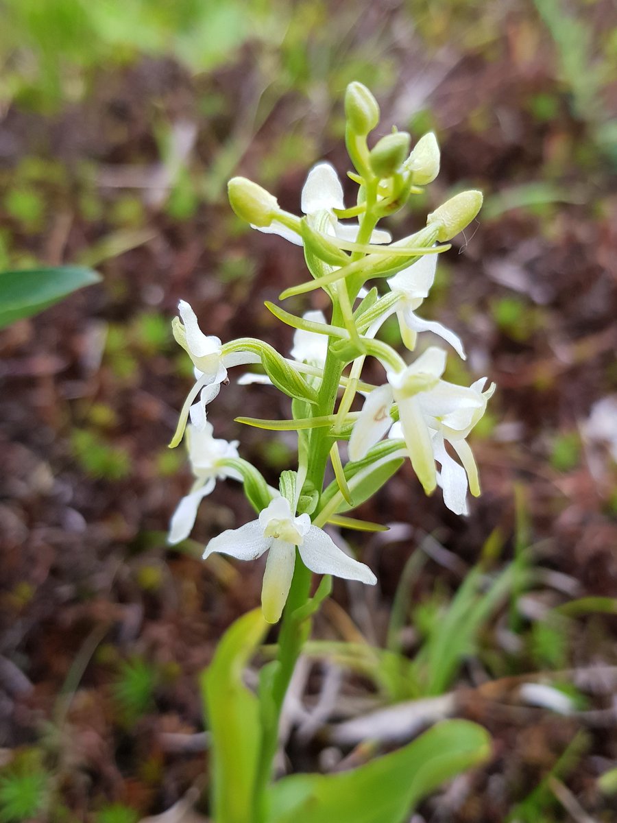 Ik zeg Welriekende nachtorchis <a href="/Berglinde2/">Benno te Linde</a> 
Mooi plantje, mooie groeiplaats... 
#Heidenhoek