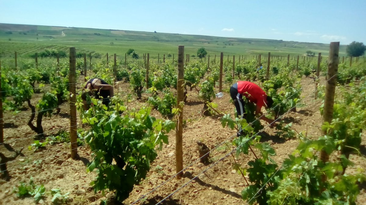 Bodegas Finca Nueva tweet media