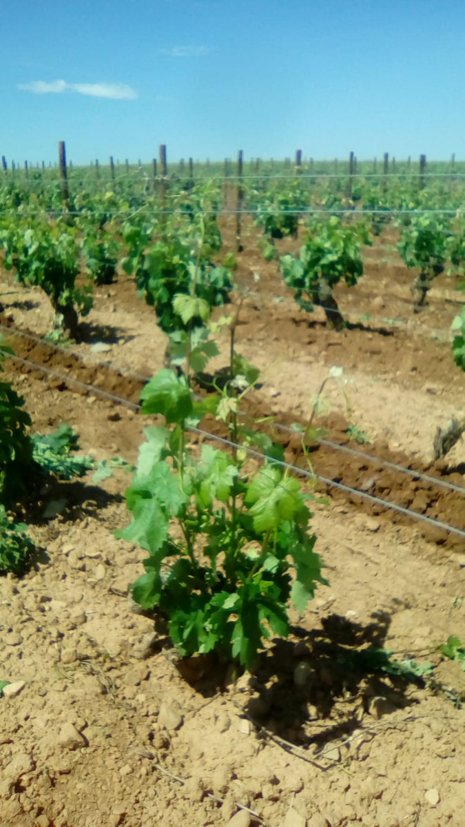 Bodegas Finca Nueva tweet media