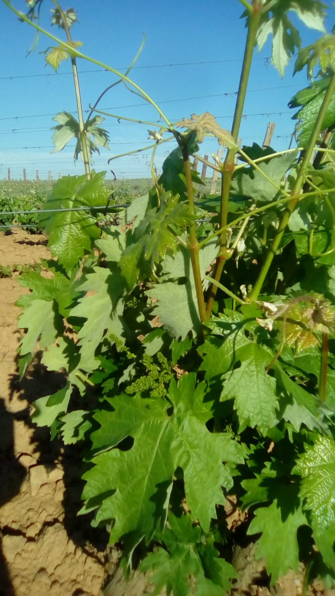 Bodegas Finca Nueva tweet media